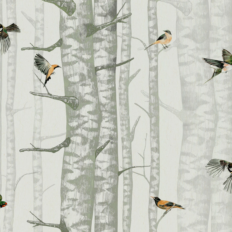 Birch Trees Silvester Naturae Wallpaper by Coordonné