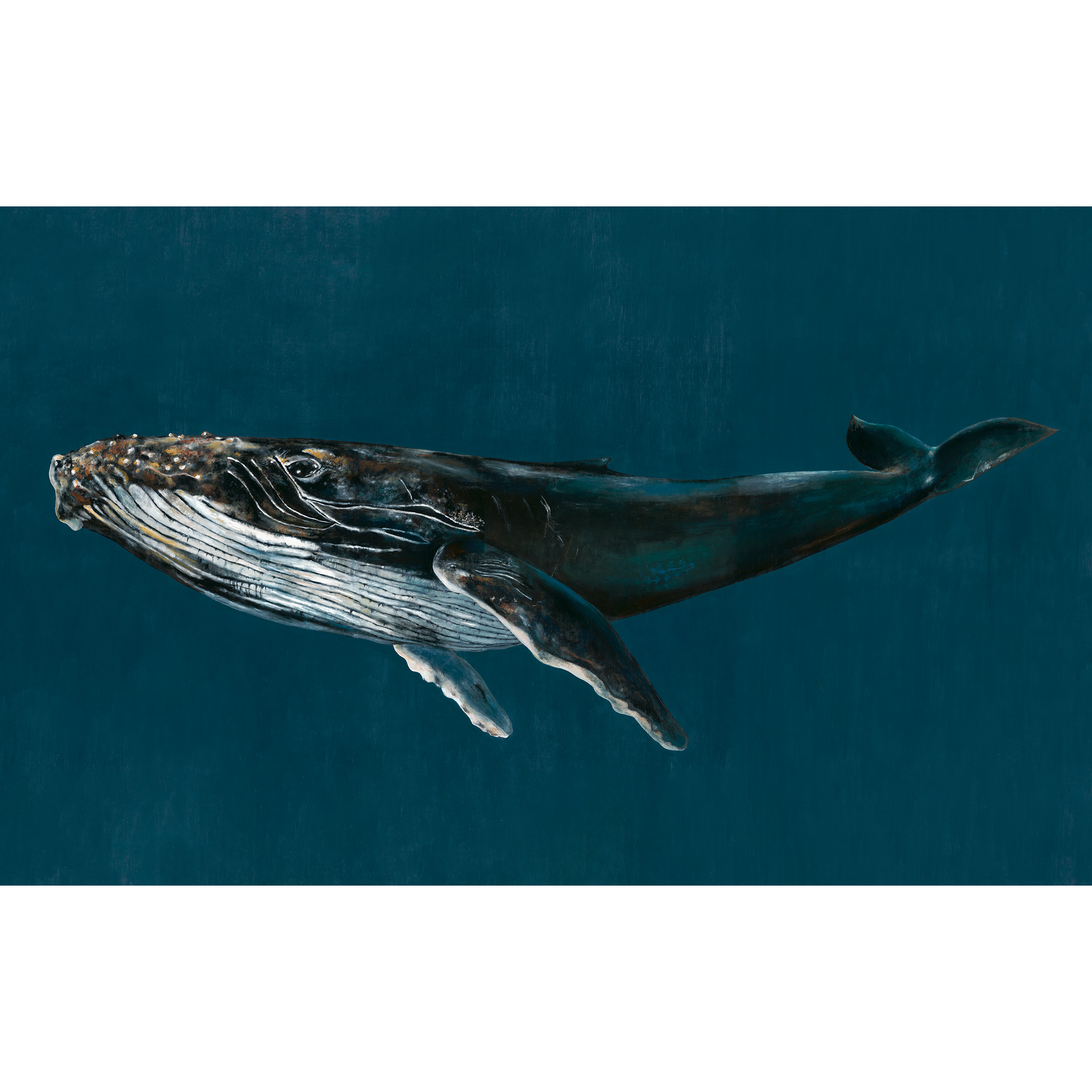 Humpback Whale Ocean Naturae Mural by Coordonné (450x280cm)