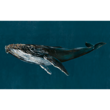Humpback Whale Ocean Naturae Mural by Coordonné (450x280cm)