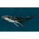 Humpback Whale Ocean Naturae Mural by Coordonné (450x280cm)