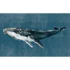 Humpback Whale Vintage Naturae Mural by Coordonné (450x280cm)