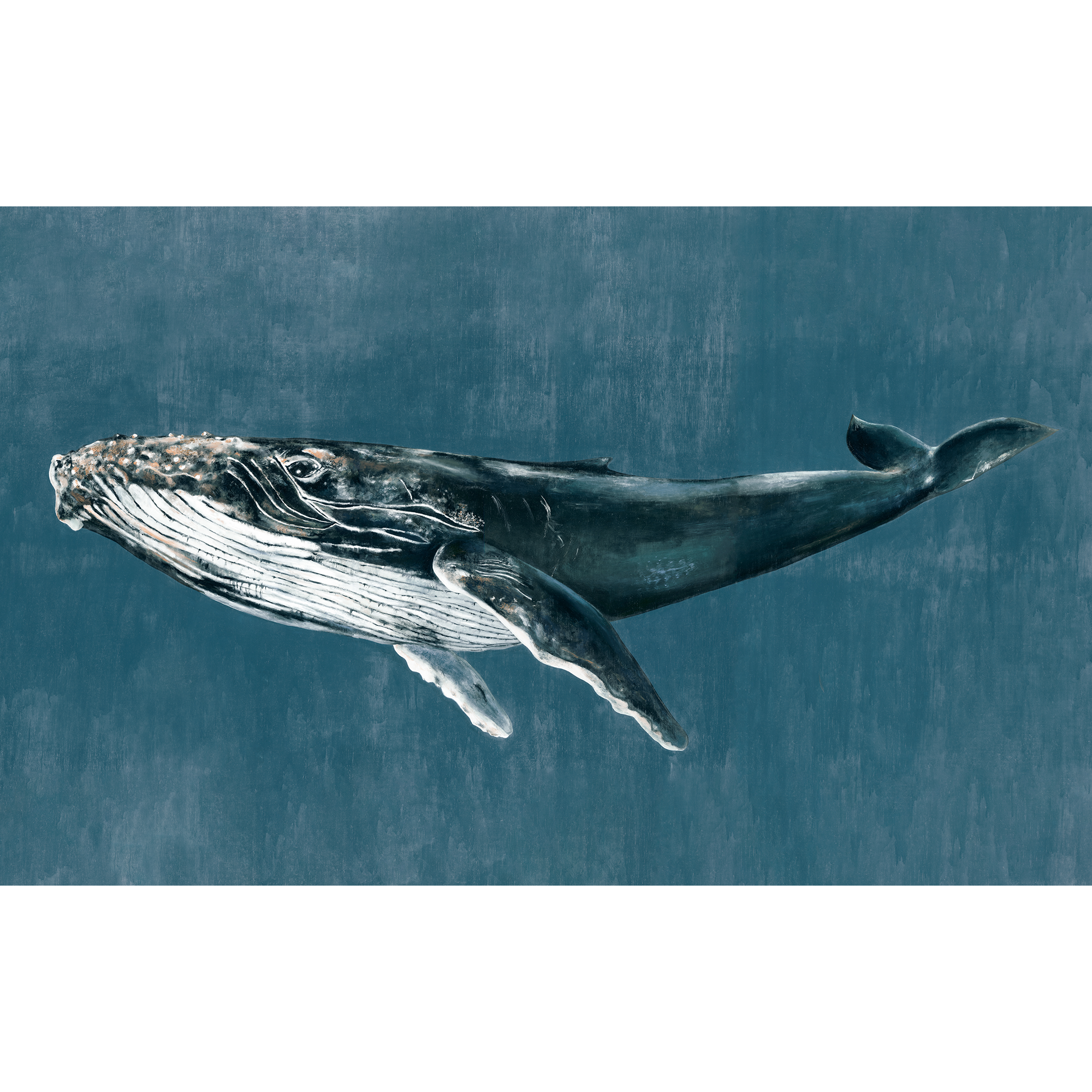 Humpback Whale Vintage Naturae Mural by Coordonné (450x280cm)