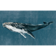 Humpback Whale Vintage Naturae Mural by Coordonné (450x280cm)