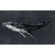 Humpback Whale Night Naturae Mural by Coordonné (450x280cm)