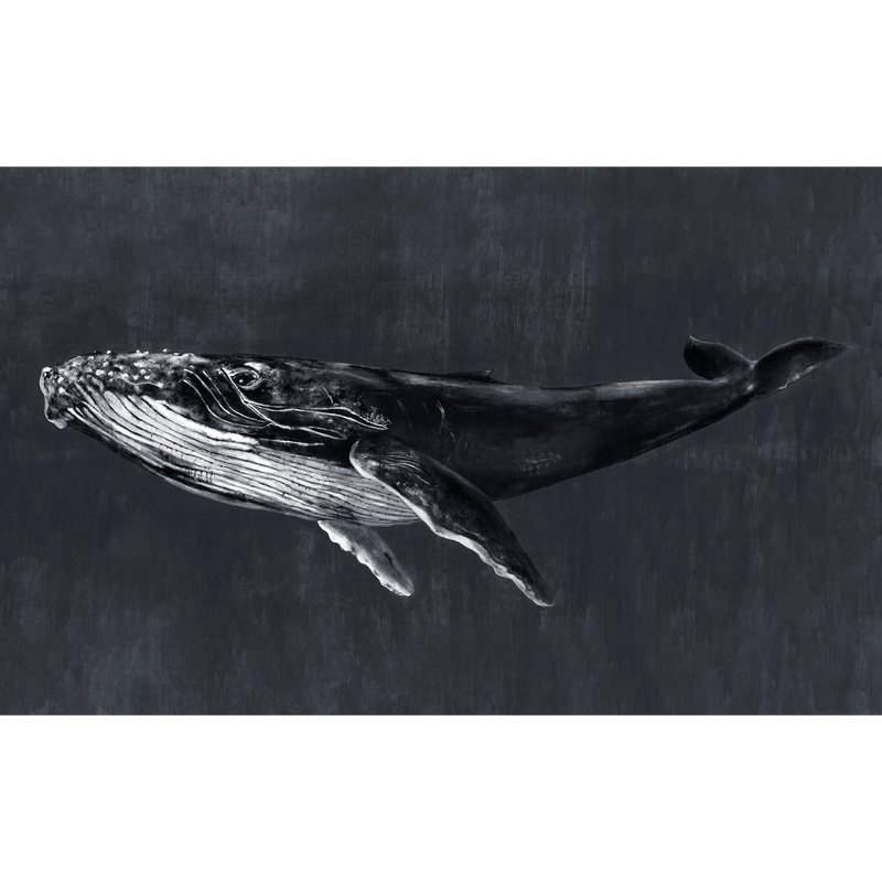 Humpback Whale Night Naturae Mural by Coordonné (450x280cm)
