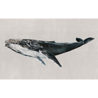 Humpback Whale Grey Naturae Mural by Coordonné (450x280cm)