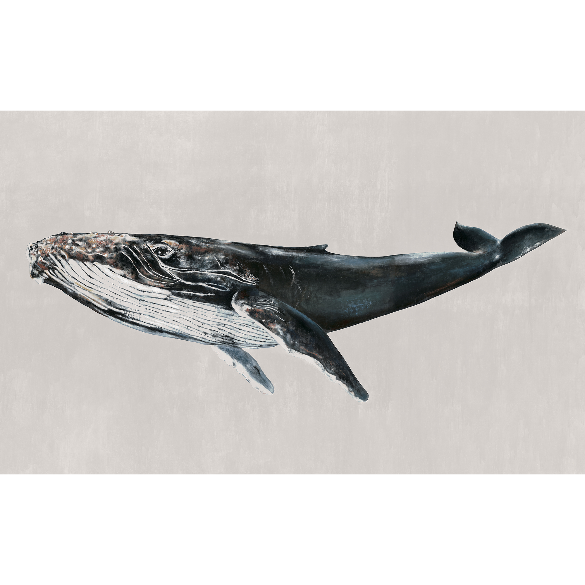 Humpback Whale Grey Naturae Mural by Coordonné (450x280cm)