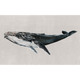 Humpback Whale Grey Naturae Mural by Coordonné (450x280cm)