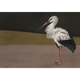 Stork Mother Black Naturae Mural by Coordonné (400x280cm)
