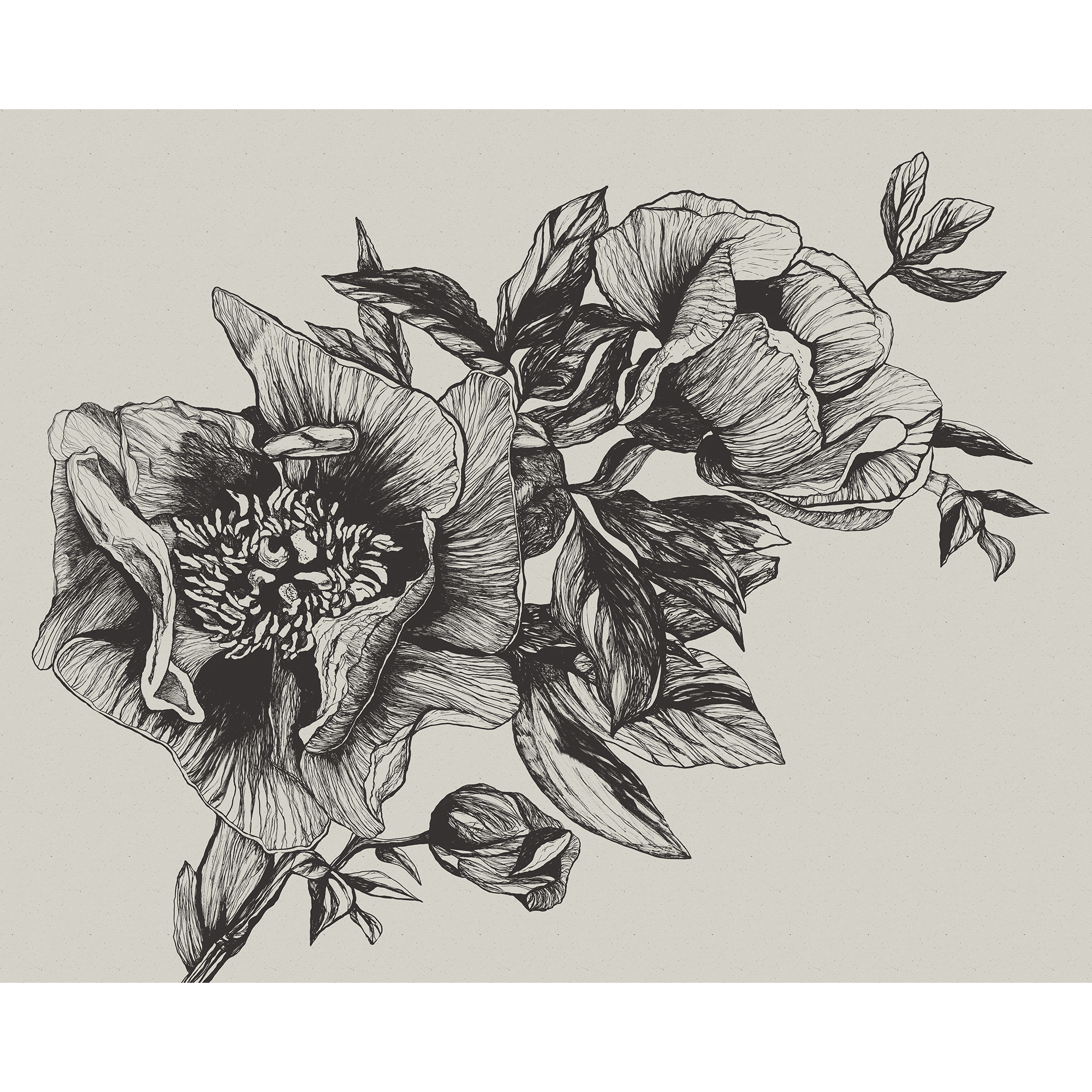 Giant Peonies Ink Naturae Mural by Coordonné (400x280cm)