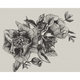 Giant Peonies Ink Naturae Mural by Coordonné (400x280cm)