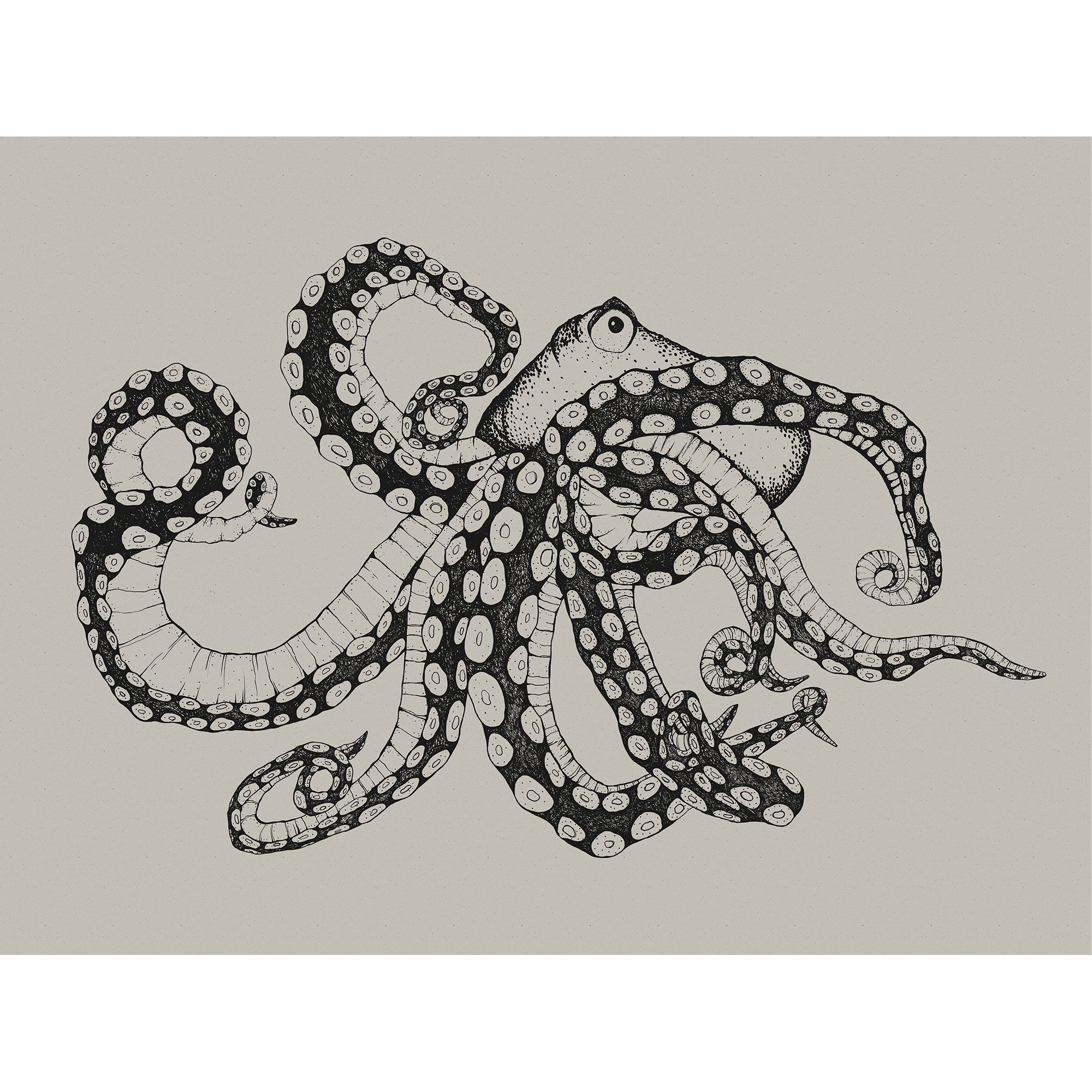 Octopus X-Ray Ink Naturae Mural by Coordonné (400x280cm)