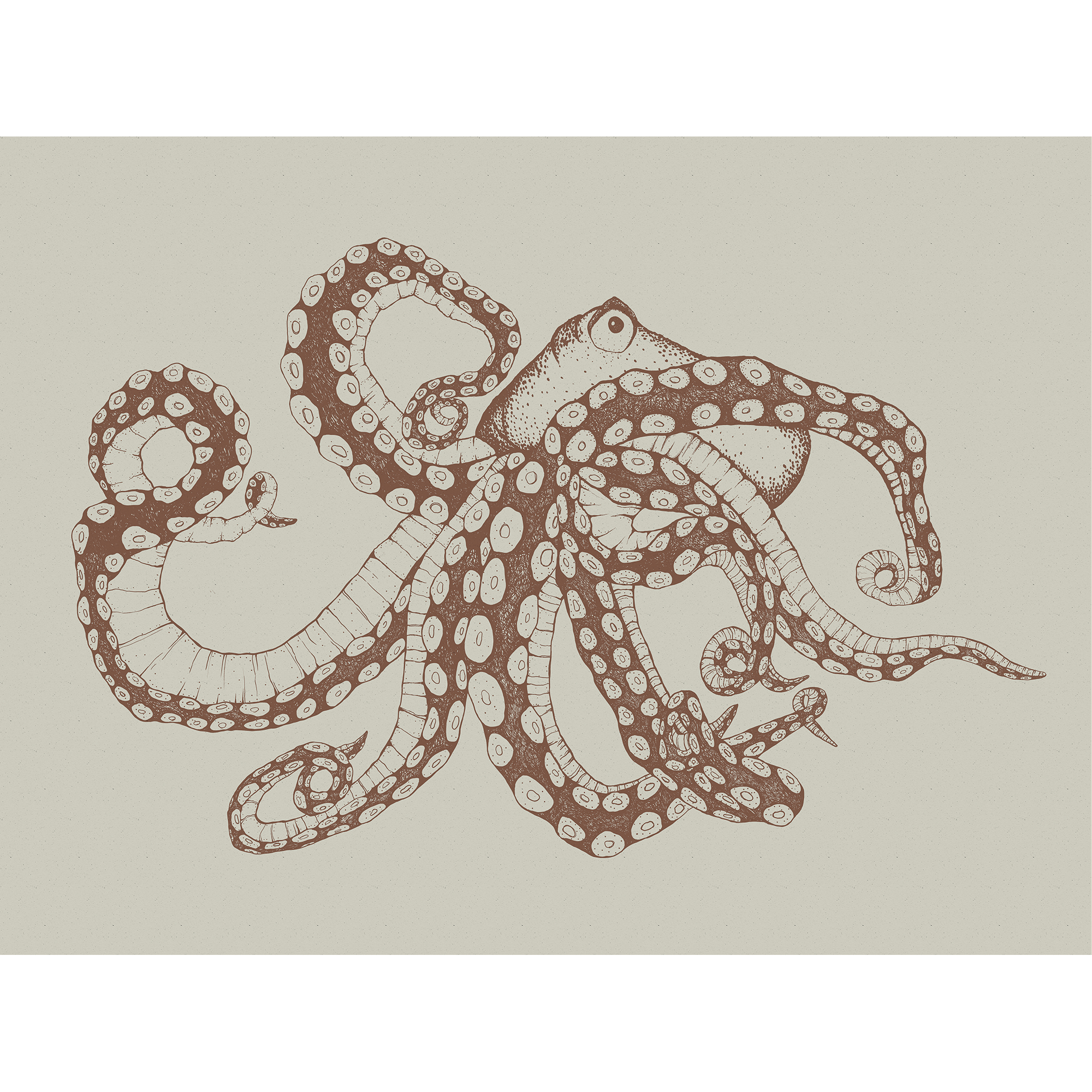Octopus X-Ray Papirus Naturae Mural by Coordonné (400x280cm)