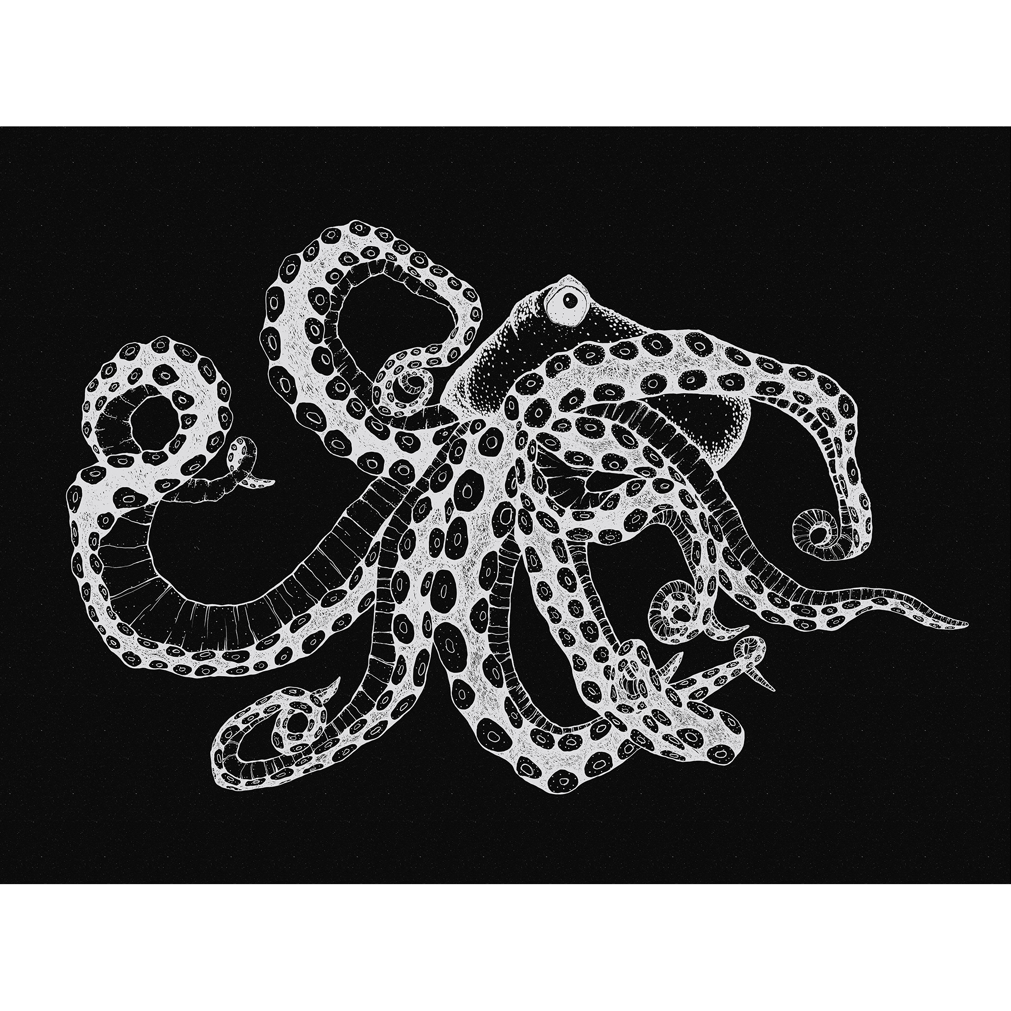 Octopus X-Ray Black Naturae Mural by Coordonné (400x280cm)