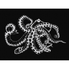 Octopus X-Ray Black Naturae Mural by Coordonné (400x280cm)
