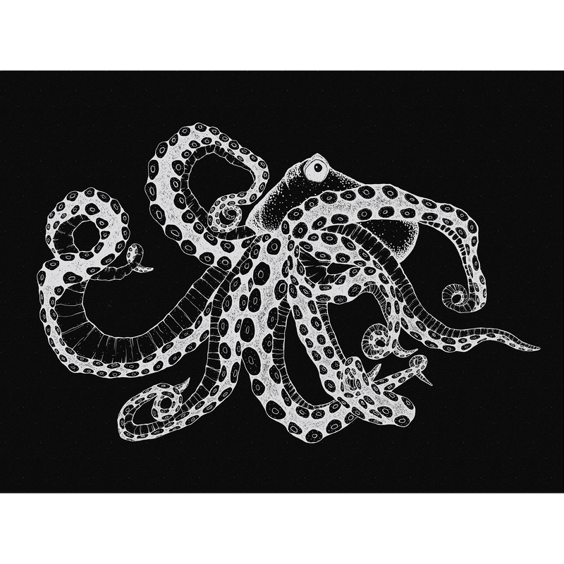 Octopus X-Ray Black Naturae Mural by Coordonné (400x280cm)