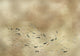 Koi Gold Random Metallics Mural by Coordonné