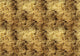 Star Colission Gold Random Metallics Mural by Coordonné