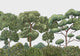 Green Forest Natural Random Kids Mural by Coordonné