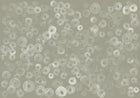 A00155 Cellular Patterns Quartz Geo Mural by Coordonné