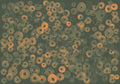Cellular Patterns Amber Geo Mural by Coordonné