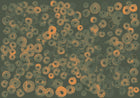 A00156 Cellular Patterns Amber Geo Mural by Coordonné