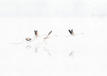 A00316 Doñana Swan Linen Aracne Mural by Coordonné