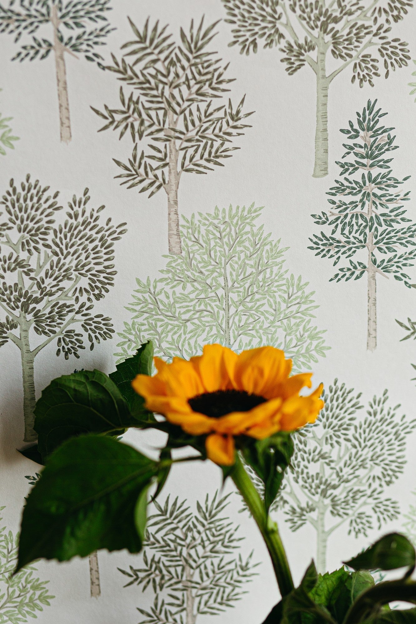 A00513 Arboleda Wild Green Olivar Wallpaper by Coordonné