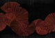 Diving Moment Red Central Saint Martins Rest Time Mural by Coordonné (400x280cm)