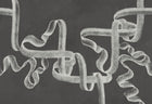 B00247 Ribbon Ink Artisan by Bodo Sperlein Mural by Coordonné (400x280cm)