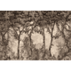 Byron Poem Black Victorian Mural by Coordonné (400x280cm)