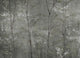Woods Extra Silver Random Metallics II Mural by Coordonné