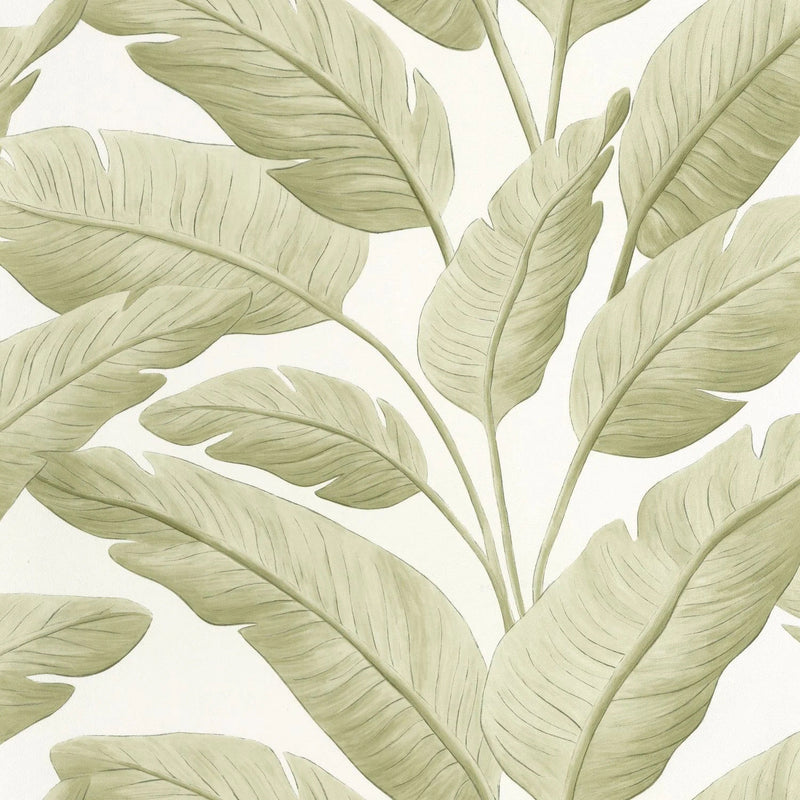 BORN106547003 Tropicalia Borneo Wallpaper by Caselio