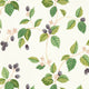 Rubus Arboretum Blackberry Wallpaper by Sanderson