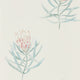 Protea Flower Curios Porcelain/Blush Wallpaper by Sanderson