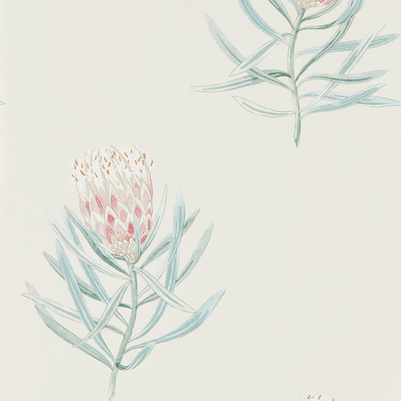 216330 Protea Flower Curios Porcelain/Blush Wallpaper by Sanderson
