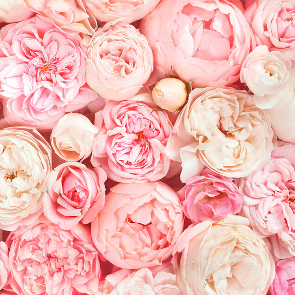 DD118522 Roses Designwalls Wallpaper by A S Creation