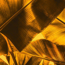 DD118554 Broken Leaf Designwalls Wallpaper by A S Creation
