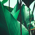 Leaf Stalks Designwalls Wallpaper by A S Creation