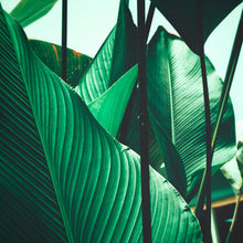 Leaf Stalks Designwalls Wallpaper by A S Creation