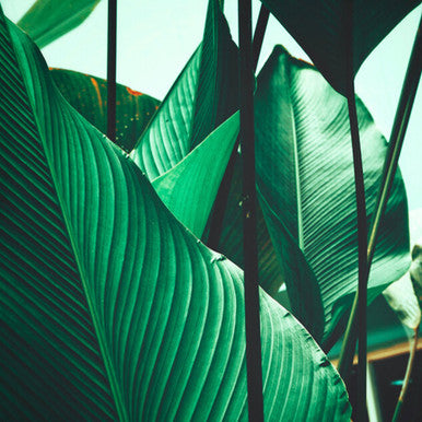 Leaf Stalks Designwalls Wallpaper by A S Creation