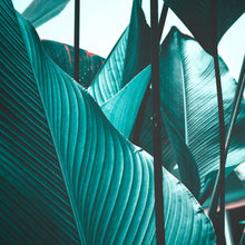 DD118558 Leaf Stalks Designwalls Wallpaper by A S Creation