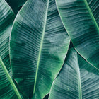 Banana Leaves Designwalls Wallpaper by A S Creation