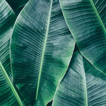 Banana Leaves Designwalls Wallpaper by A S Creation