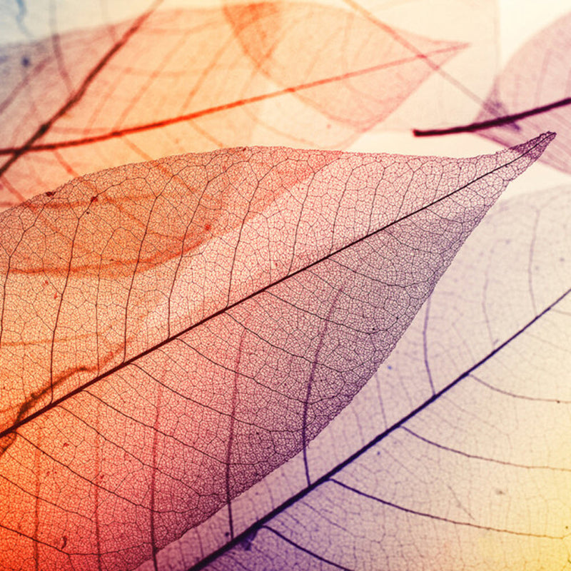 DD118586 Limpid Leaf Designwalls Wallpaper by A S Creation