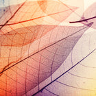 Limpid Leaf Designwalls Wallpaper by A S Creation