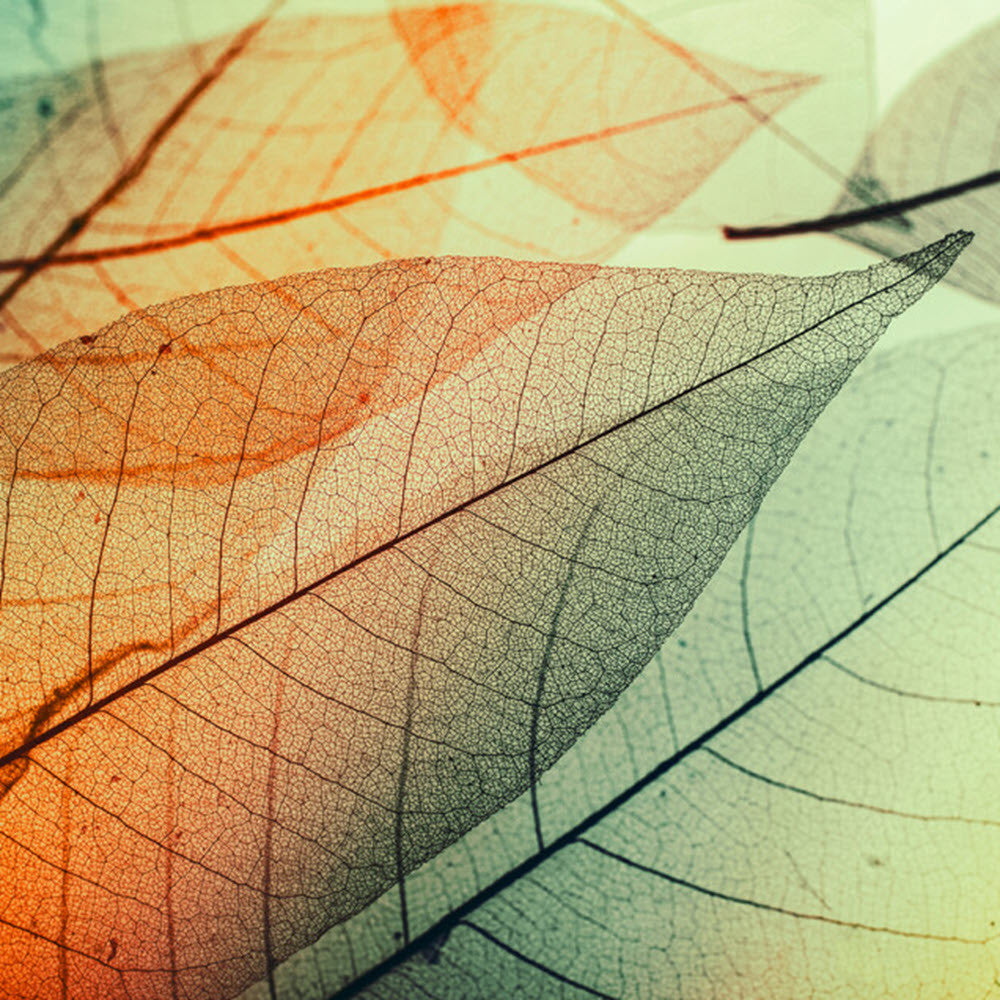 DD118588 Limpid Leaf Designwalls Wallpaper by A S Creation