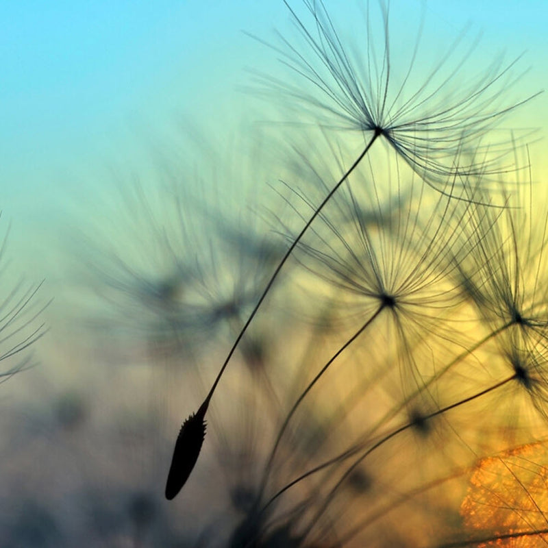 DD118590 Flying Dandelion Designwalls Wallpaper by A S Creation
