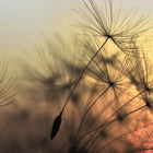 DD118592 Flying Dandelion Designwalls Wallpaper by A S Creation