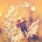 DD118594 Dandelion Designwalls Wallpaper by A S Creation